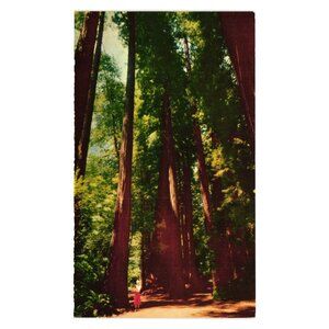 Muir Woods National Monument Postcard Giant Redwoods California Vintage Souvenir